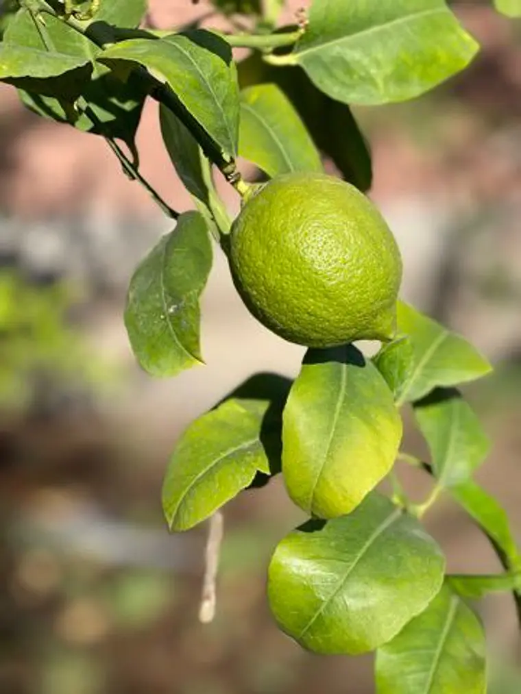 Limón 4
