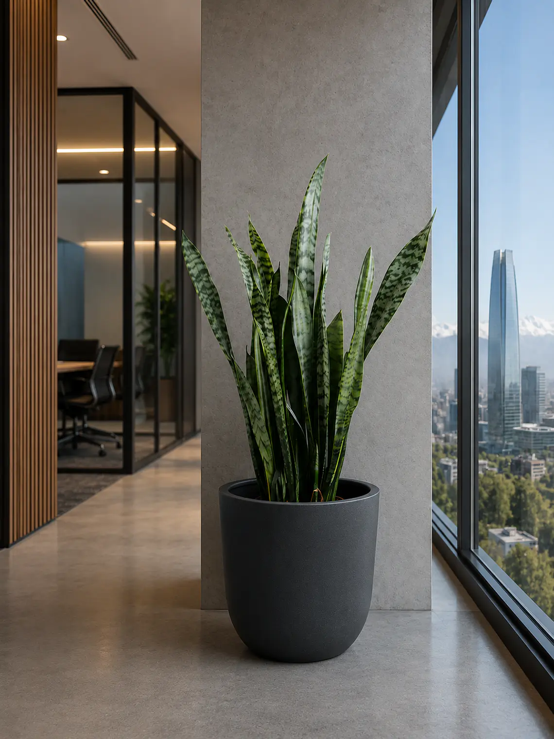Sansevieria XL 1