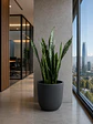 Sansevieria XL - Miniatura 1