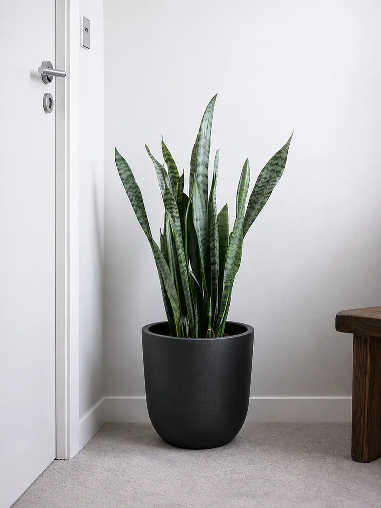 Sansevieria XL 2