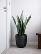 Sansevieria XL - Miniatura 2