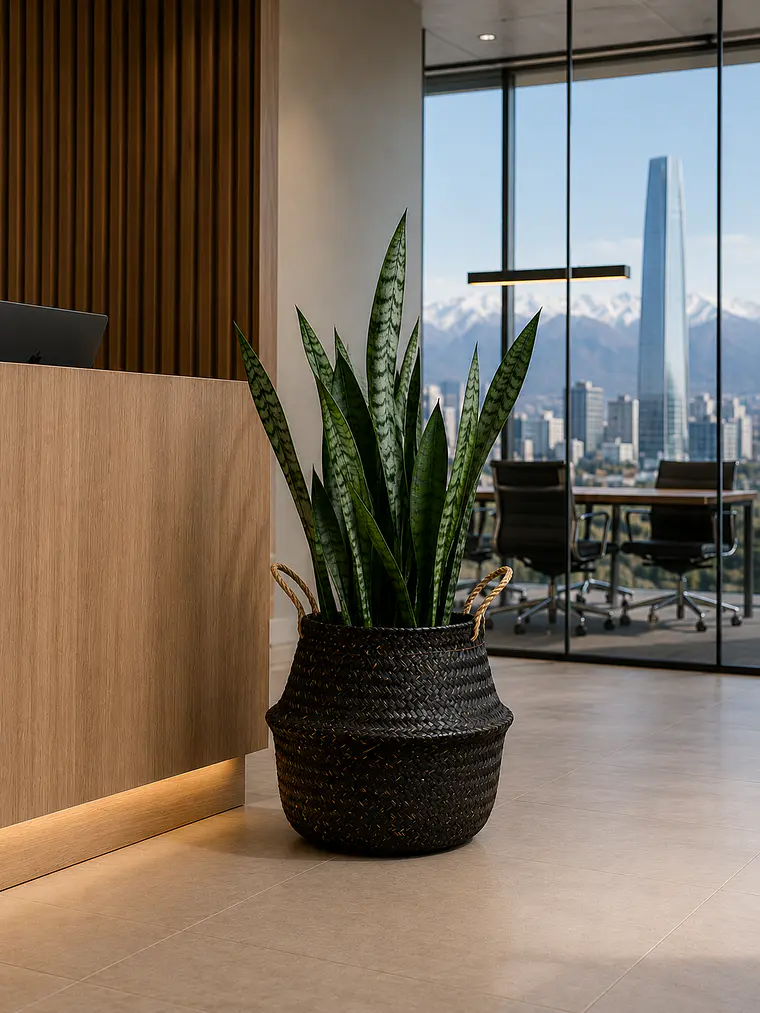 Sansevieria XL 4