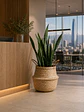 Sansevieria XL - Miniatura 5