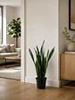 Sansevieria XL - Miniatura 6
