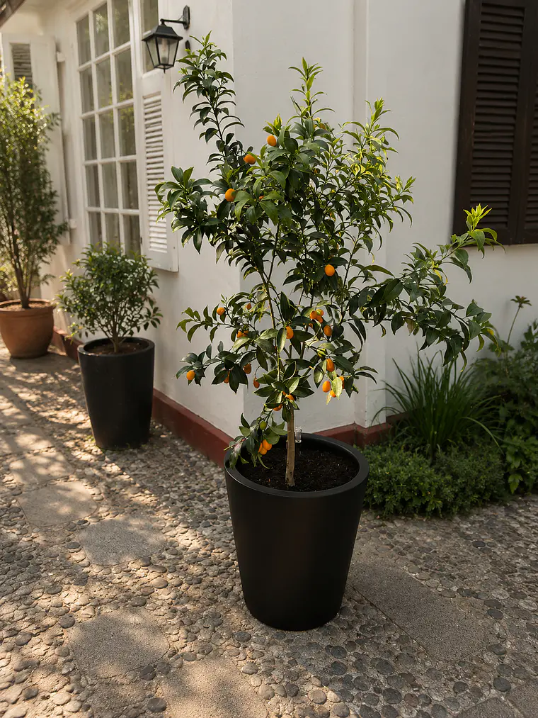 Kumquat XL 1