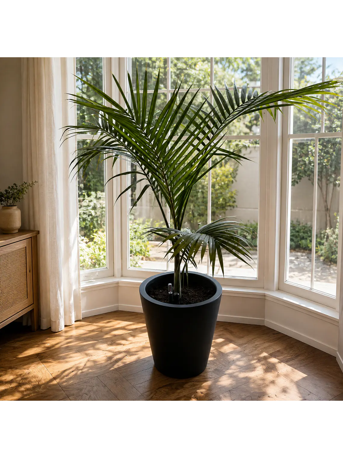 Palmera Kentia 1