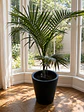 Palmera Kentia - Miniatura 1