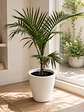 Palmera Kentia - Miniatura 2