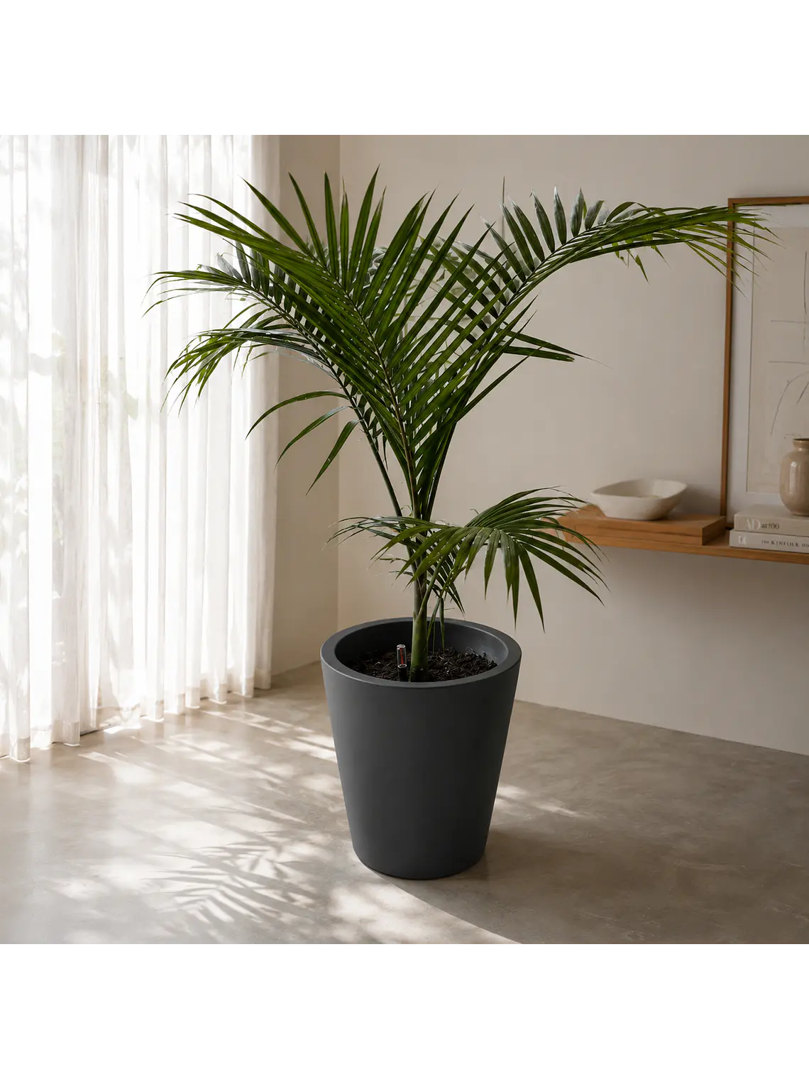 Palmera Kentia 3