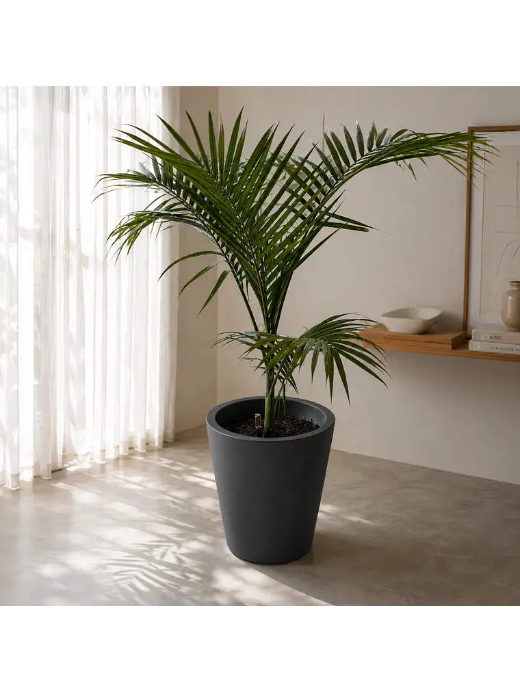 Palmera Kentia 3