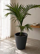 Palmera Kentia - Miniatura 3