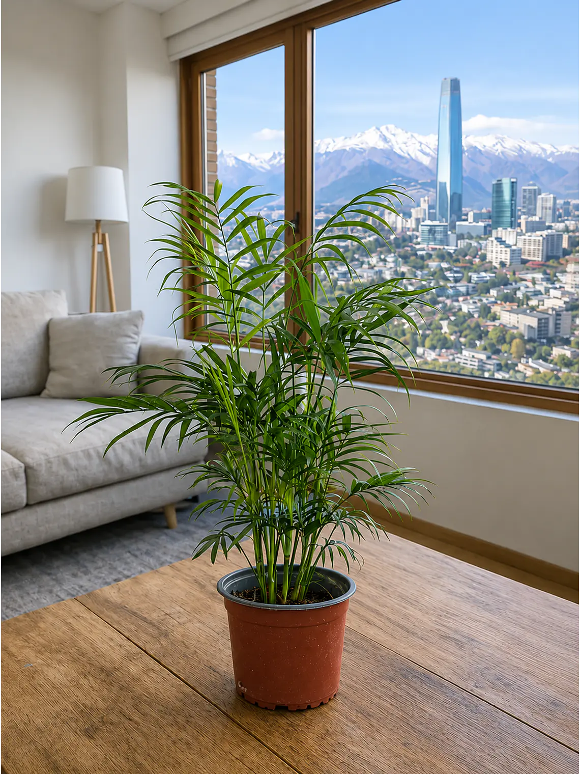 Palmera Chamadorea 1
