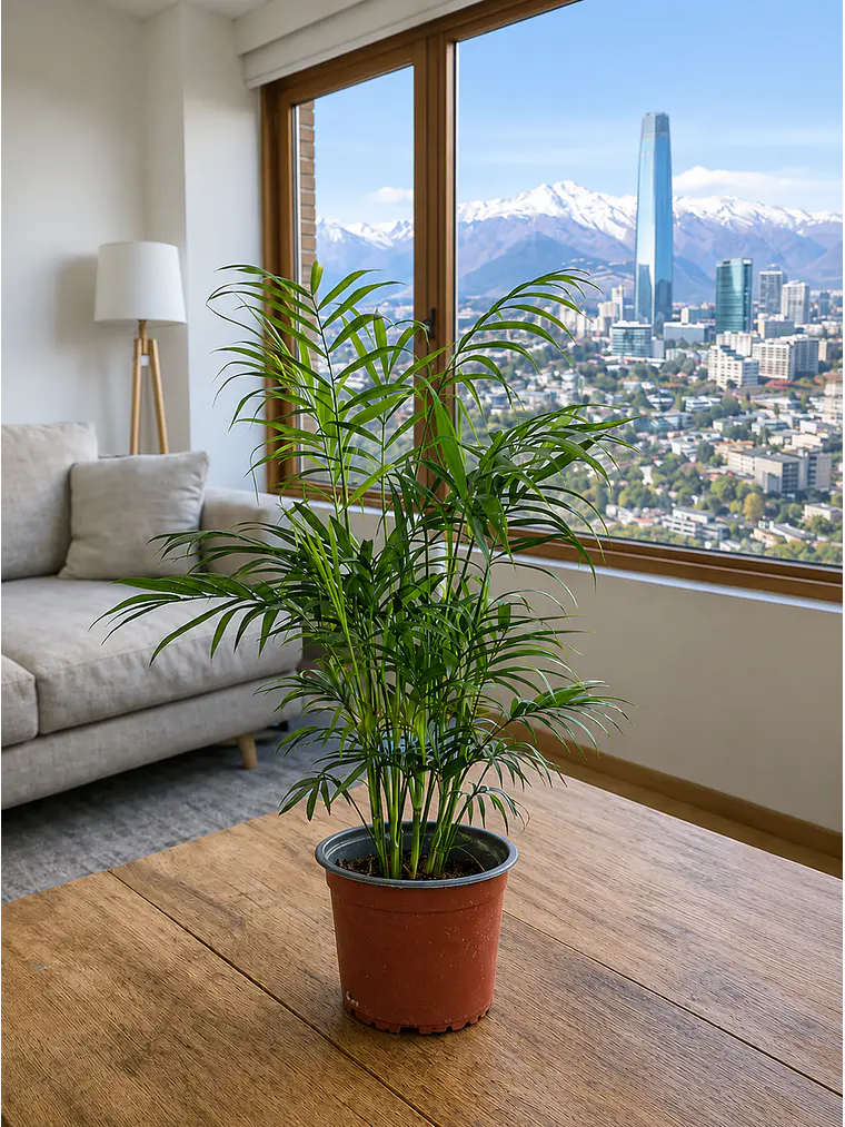 Palmera Chamadorea 1