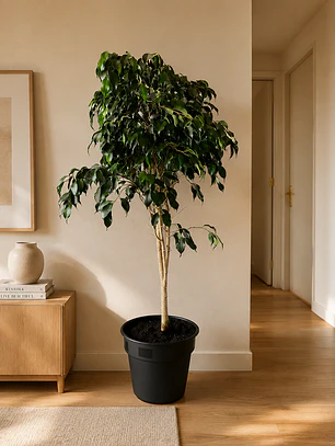 Ficus Danielle