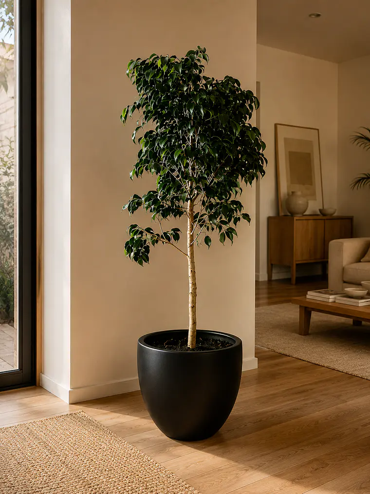 Ficus Danielle 2