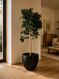 Ficus Danielle - Miniatura 2