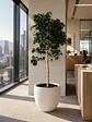 Ficus Danielle - Miniatura 3