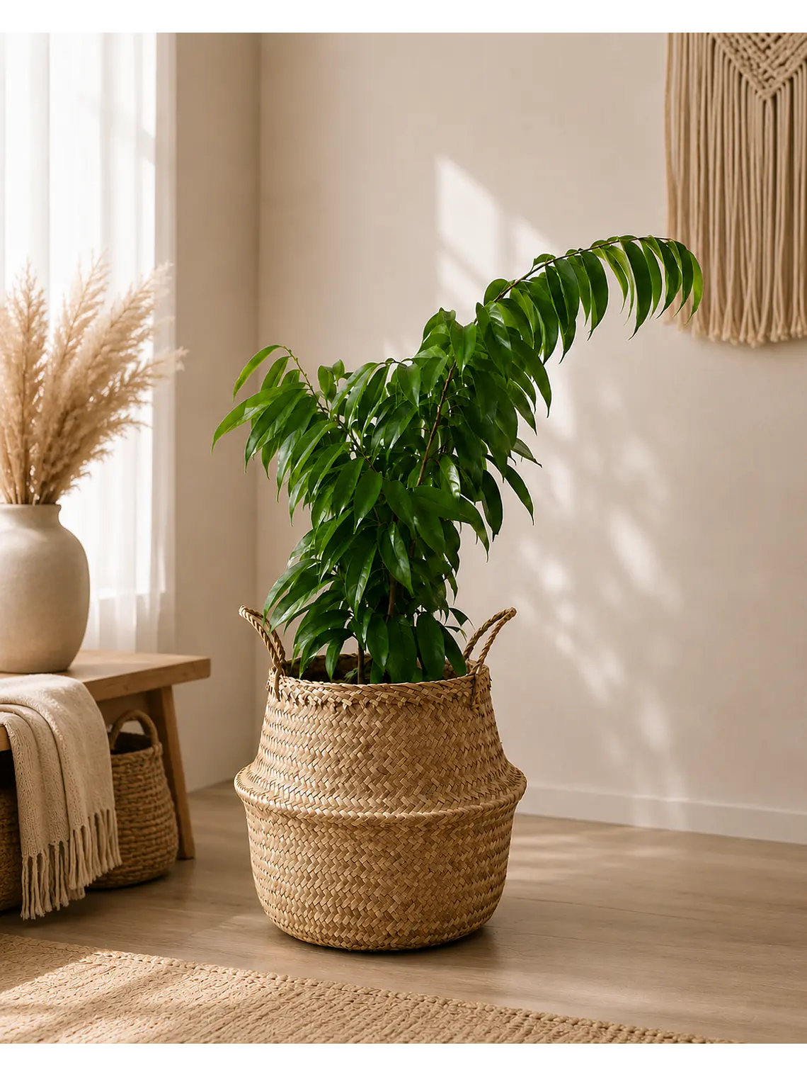 Ficus Alii  1