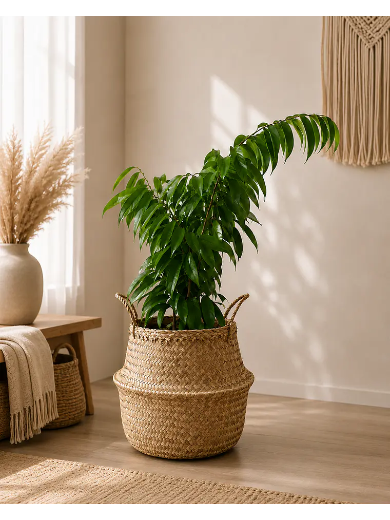 Ficus Alii  1