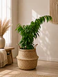 Ficus Alii  - Miniatura 1