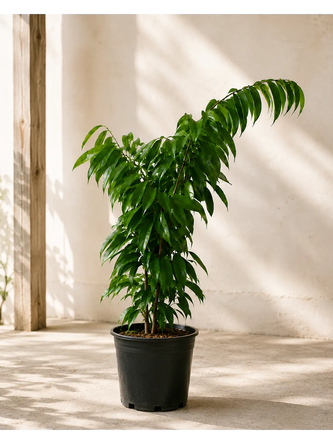 Ficus Alii  2