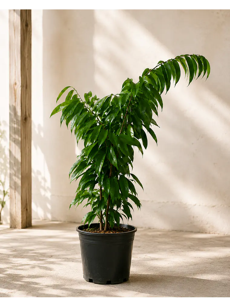 Ficus Alii  2