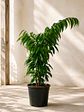 Ficus Alii  - Miniatura 2