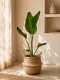 Strelitzia Nicolai XL - Miniatura 3