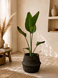 Strelitzia Nicolai XL - Miniatura 2
