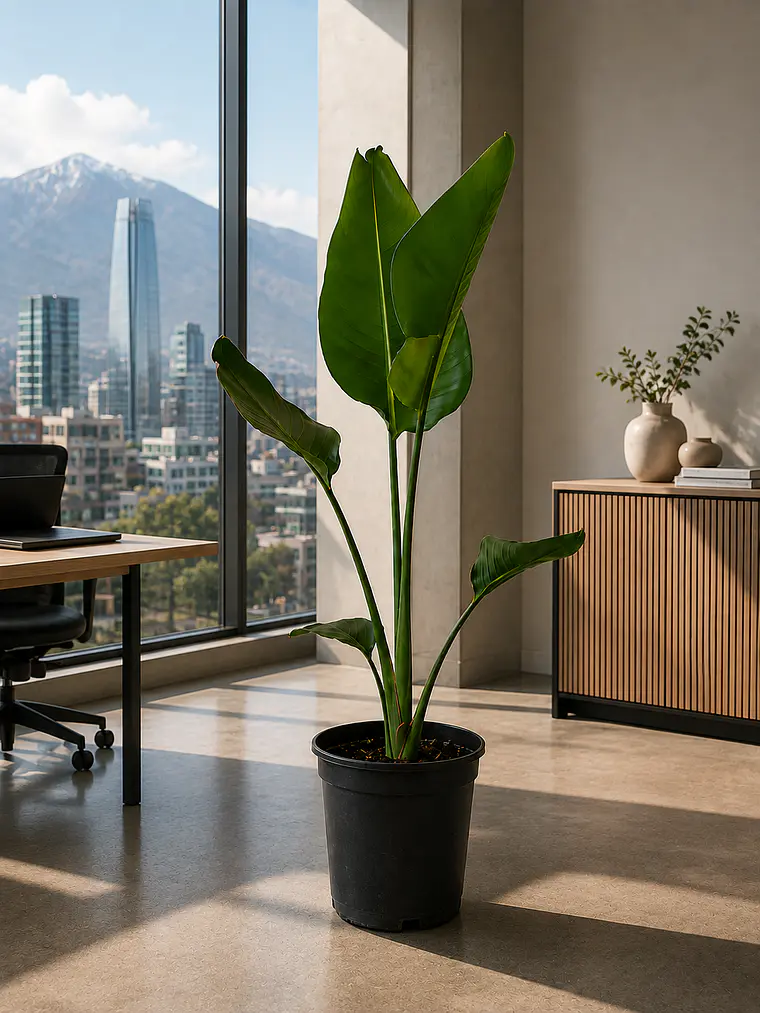 Strelitzia Nicolai XL 1