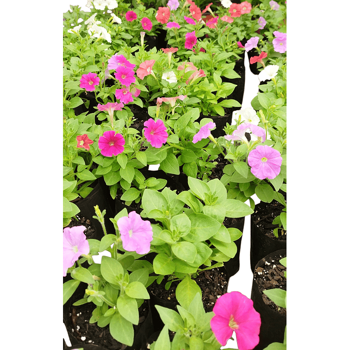 Petunia de jardin