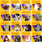 Pack Canva Pet Shop Templates Editáveis 200 Artes + Legendas 1