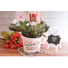 10 Moldes para Suculentas Dia dos Namorados em Jpg 3