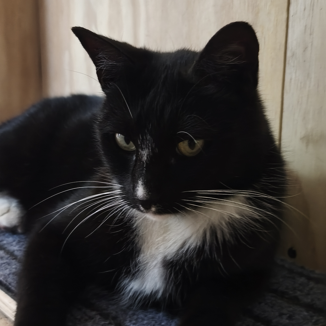 Rascador de alfombra 4