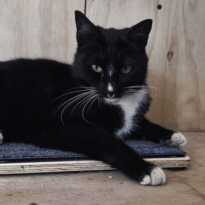 Rascador de alfombra 5