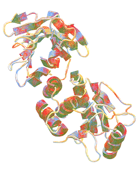 PTEN — Folded Ribbon Model