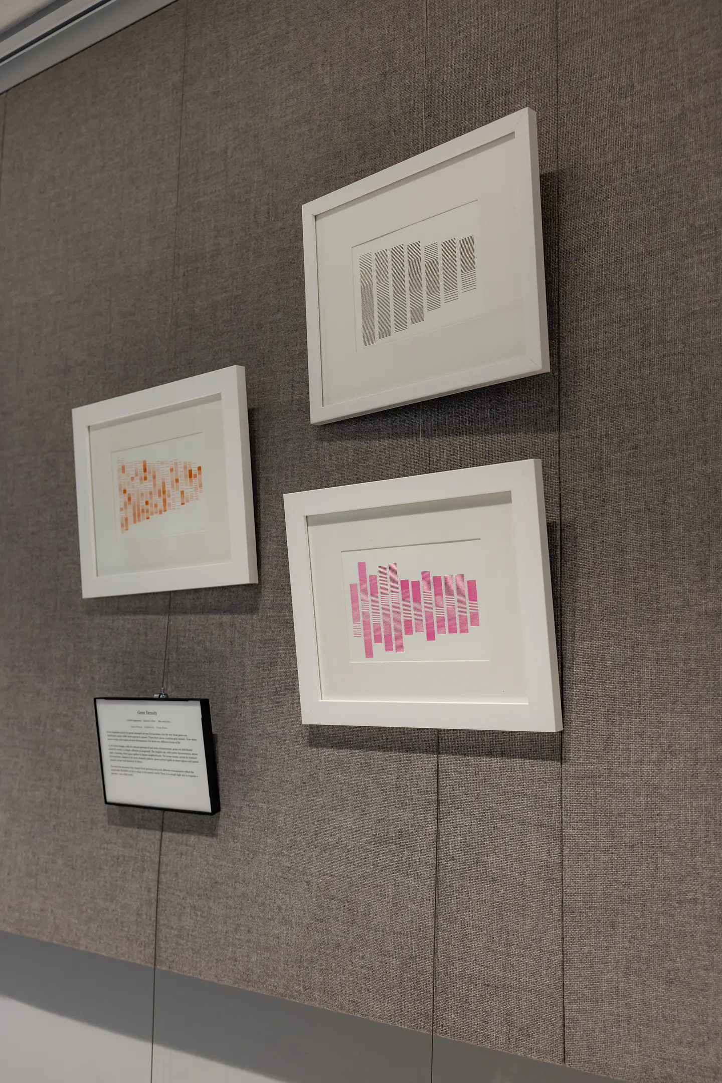 Quercus Robur (English Oak) 2