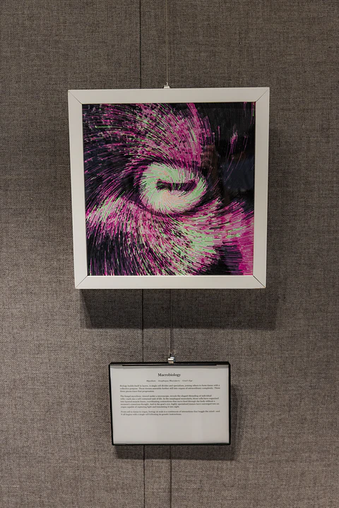 Capra Hircus (Domestic Goat) Eye