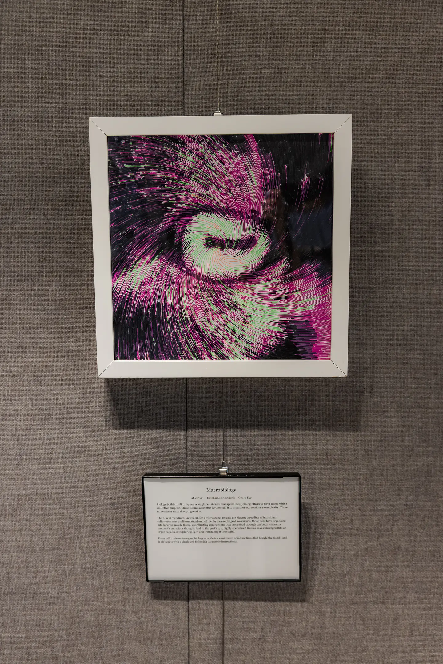 Capra Hircus (Domestic Goat) Eye 1