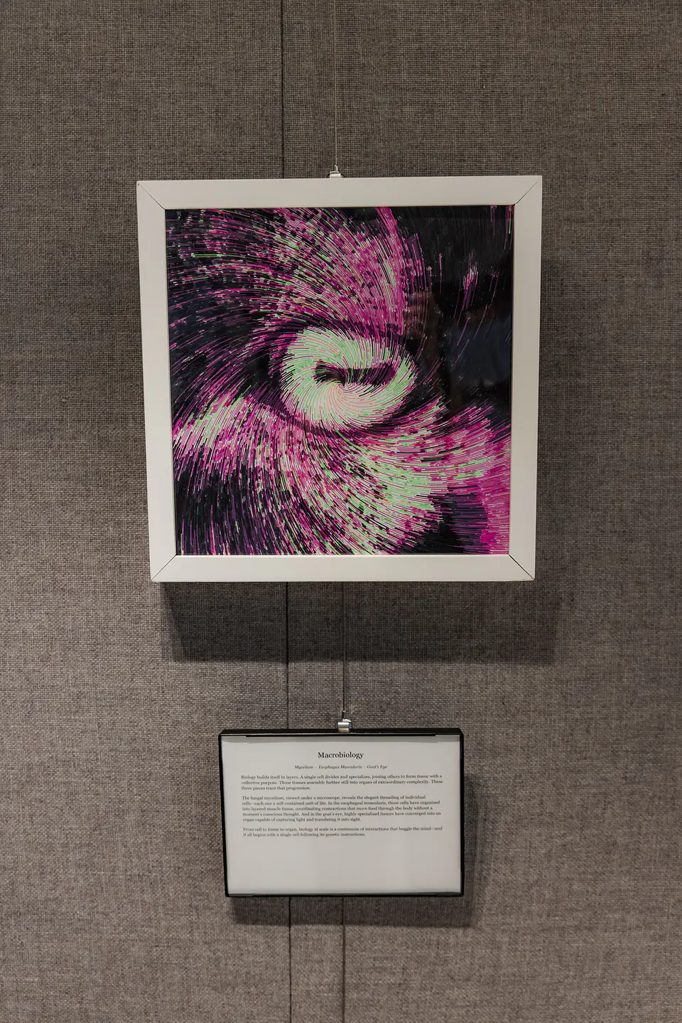 Capra Hircus (Domestic Goat) Eye 1