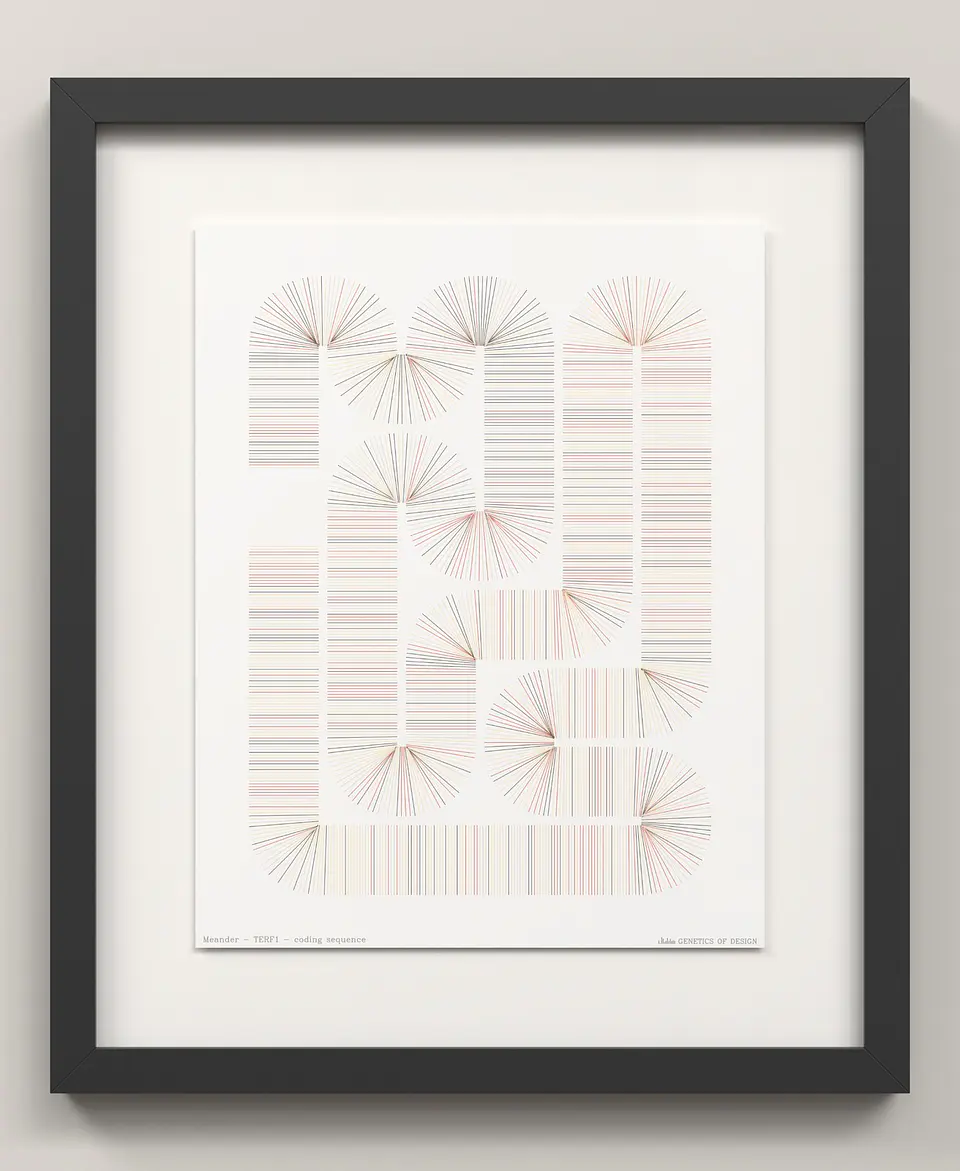 TERF1 · Meander 3