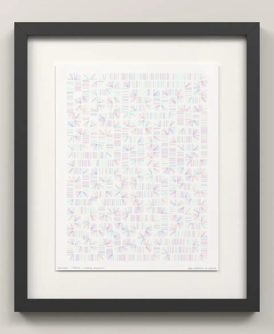TOP2A · Meander 3