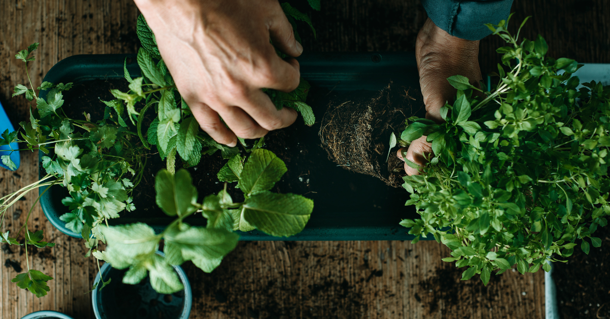 Plantas Medicinales y Para Qué Sirven