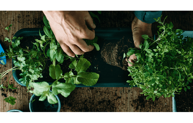 Plantas Medicinales y Para Qué Sirven