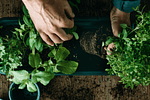 Plantas Medicinales y Para Qué Sirven