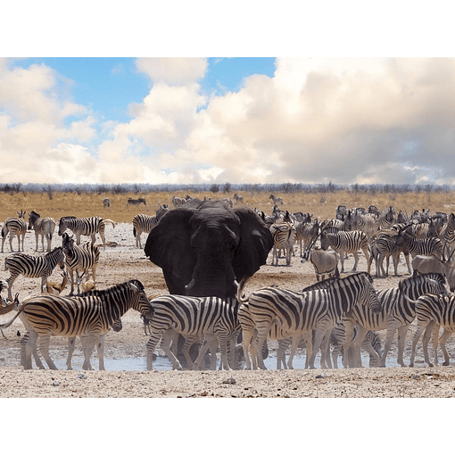 Vuelta por el Parque Nacional Etosha, Namibia