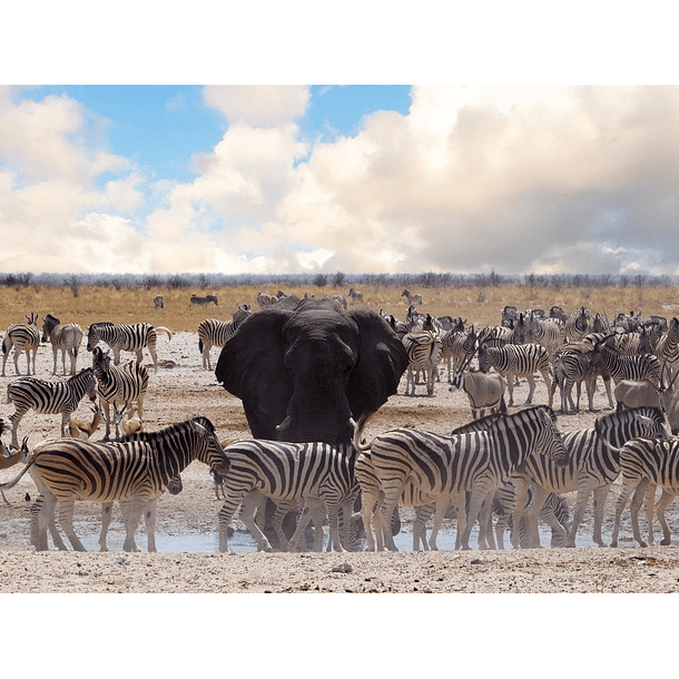 Vuelta por el Parque Nacional Etosha, Namibia 1