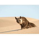 Visita a la Skeleton Coast, Namibia 1