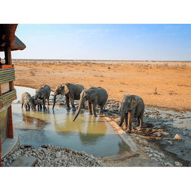 Estadía en Etosha, Namibia 7