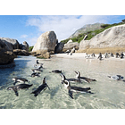 Visita a Boulders Beach, Sudáfrica 6